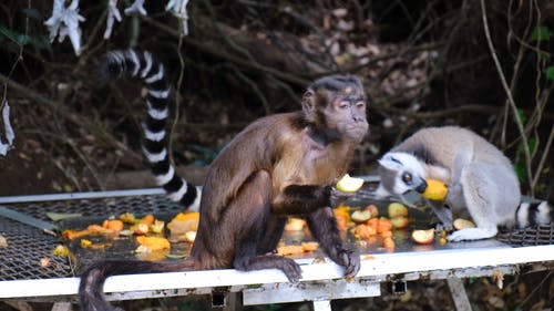 猴子一起吃饭的镜头 · 免费素材视频