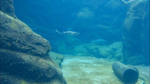 海底捕食者在水下游泳 · 免费素材视频