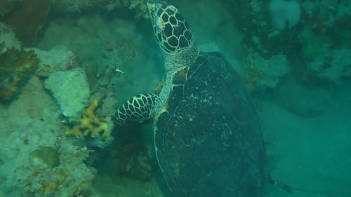 追踪海底海龟游泳 · 免费素材视频