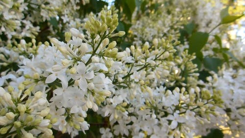 有关多风, 天性, 户外的免费素材视频