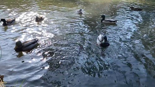 有关水, 池塘, 流动的水的免费素材视频