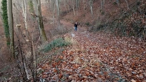 一个女人和她的宠物狗在森林步道上走 · 免费素材视频