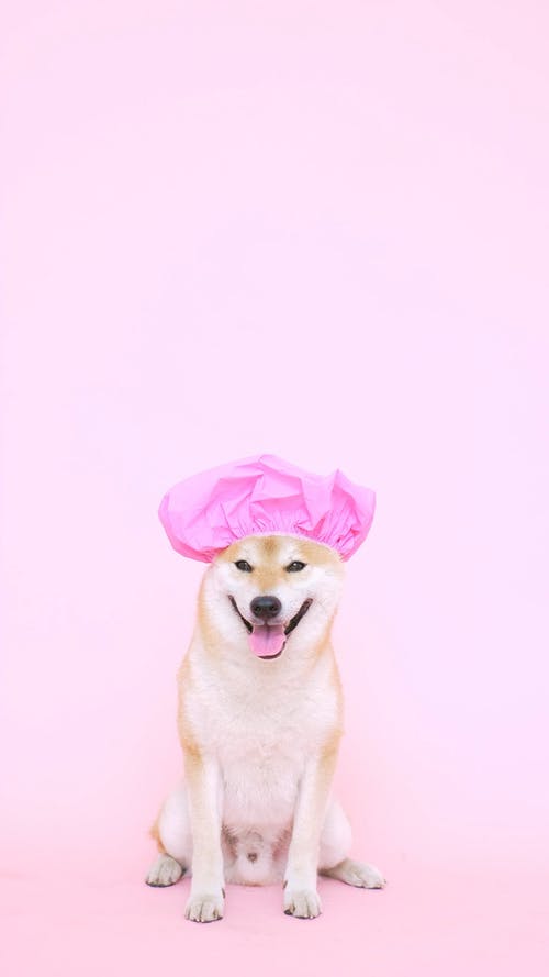 可爱的狗，带浴帽 · 免费素材视频