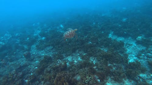 海龟游泳的水下景色 · 免费素材视频
