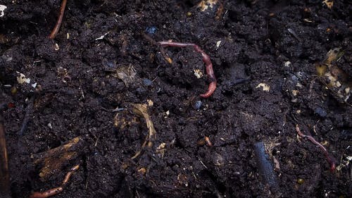 Worm · 免费素材视频