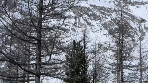有关冬天的雪, 冬季, 冷杉的免费素材视频