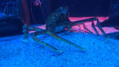 搁在海底的螃蟹 · 免费素材视频