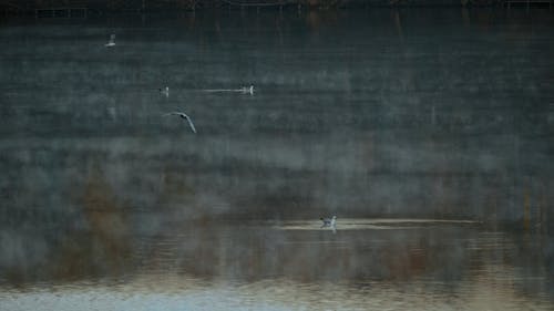 有关动物, 反射, 平静的水的免费素材视频
