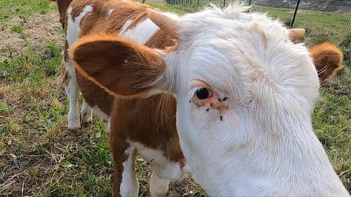 有关动物, 家畜, 牛的免费素材视频