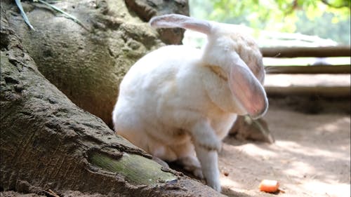 一只兔子在农场里修饰蓬松的头发 · 免费素材视频