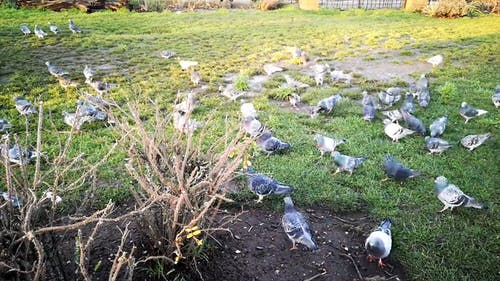 在寻找食物的很多草上的鸽子 · 免费素材视频