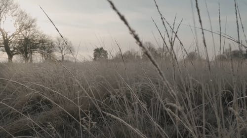 严寒天气导致野草死亡 · 免费素材视频