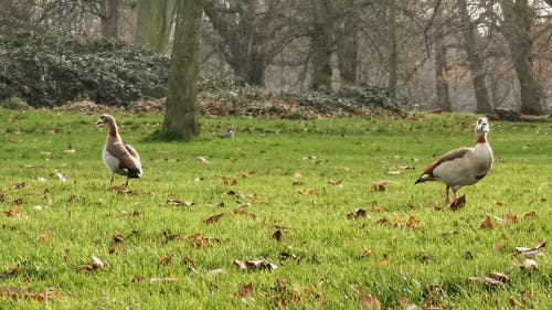 土地上的鸭子的镜头 · 免费素材视频