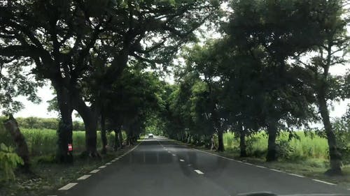 有关城市, 户外, 树木的免费素材视频