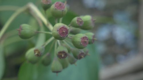 花蕾的特写视图 · 免费素材视频