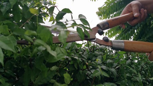 一个人用修枝剪修剪园林植物 · 免费素材视频