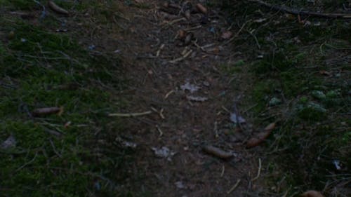 有关小路, 松树, 森林的免费素材视频
