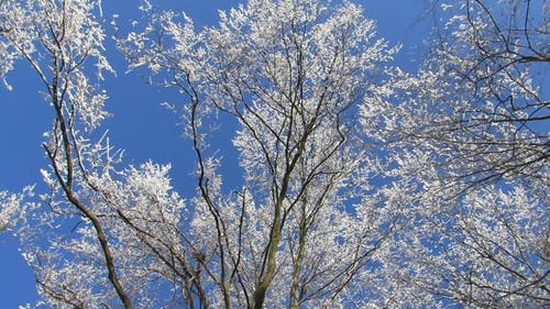 一棵树与白花的低角度镜头 · 免费素材视频