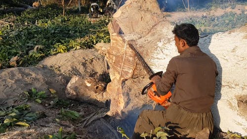 男子用链锯砍树 · 免费素材视频