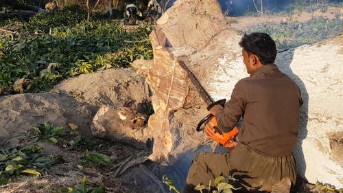 男子用链锯砍树 · 免费素材视频