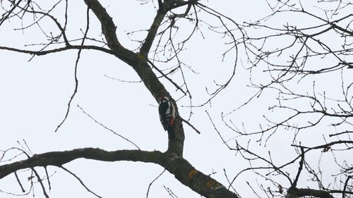有关动物摄影, 啄木鸟, 树枝的免费素材视频