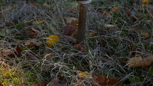 在野外生长的带有大棕色圆头的蘑菇 · 免费素材视频