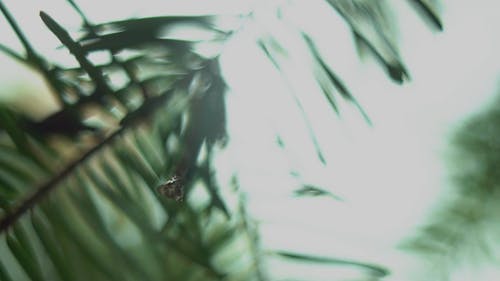 雨后的蕨叶上的水滴 · 免费素材视频