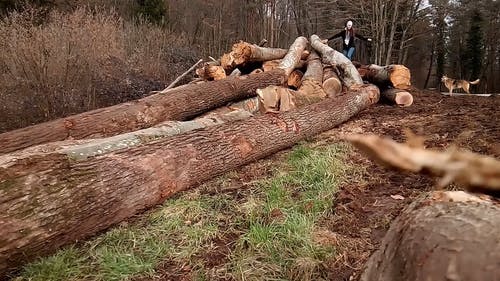 一个女人走在躺在森林的地面上的砍伐树木上 · 免费素材视频