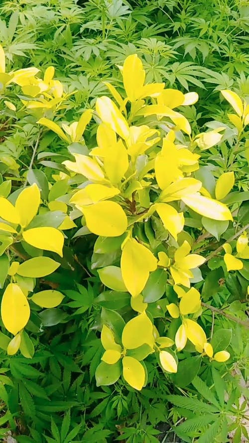 有关垂直视频, 工厂, 户外的免费素材视频