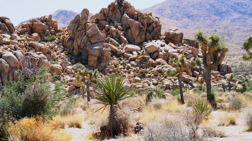 沙漠山谷的约书亚树种植园 · 免费素材视频