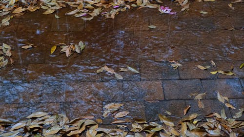 有关倾注, 倾盆大雨, 地面的免费素材视频