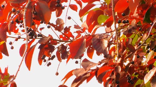 有关摇曳, 水果, 特写的免费素材视频