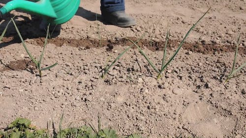 有关下田, 土, 培育的免费素材视频