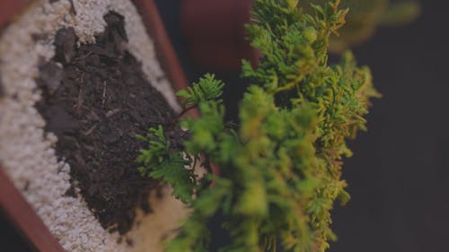 盆景树在锅中的特写视图 · 免费素材视频