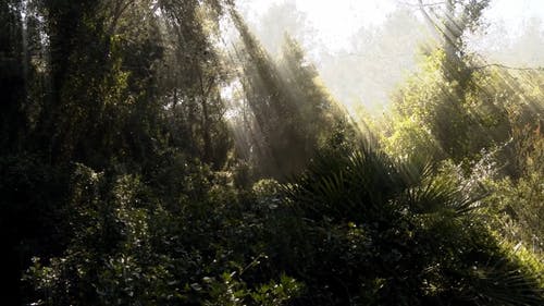 有关天性, 太阳光线, 森林的免费素材视频