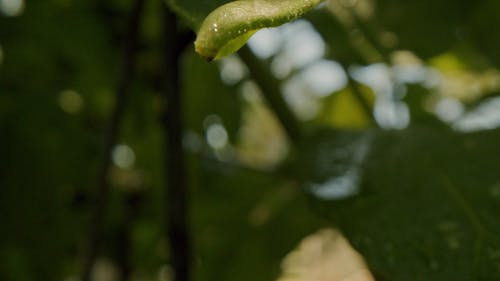 有关天性, 天气好, 宏观的免费素材视频