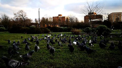 群在草原上的鸽子 · 免费素材视频