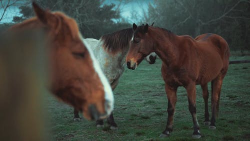 两匹马在草地上玩耍 · 免费素材视频