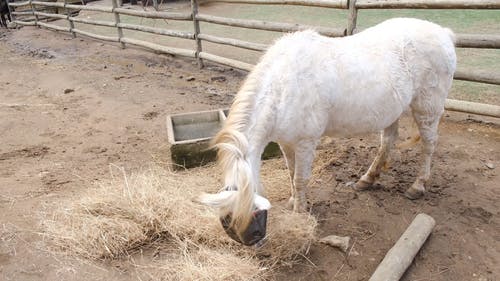 一匹年轻的马在马场里吃干草 · 免费素材视频