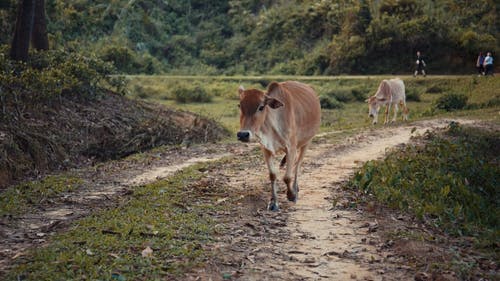 有关家畜, 步行, 牛的免费素材视频