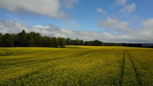 有关农业用地, 国家, 天性的免费素材视频