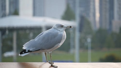 有关动物, 栖息, 海鸟的免费素材视频