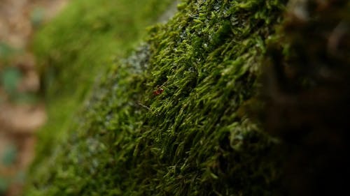 红蚂蚁在苔藓覆盖的表面上爬行 · 免费素材视频