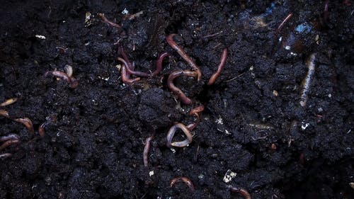 Comp堆肥土壤下挖 · 免费素材视频