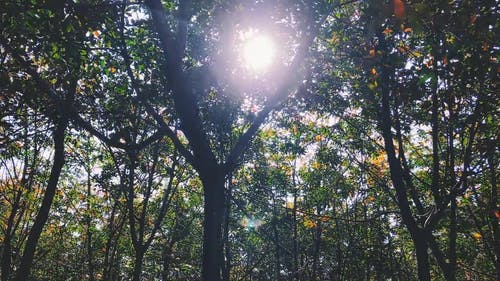 阳光透过森林的树木的叶子窥视 · 免费素材视频