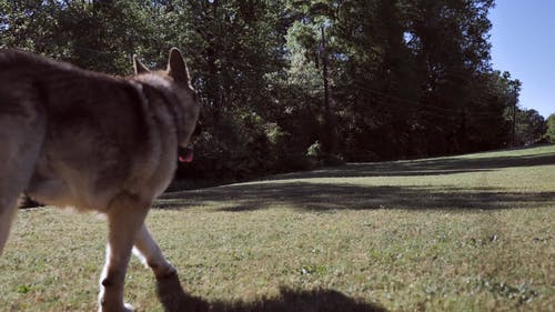 有关德国牧羊犬, 户外, 日光的免费素材视频