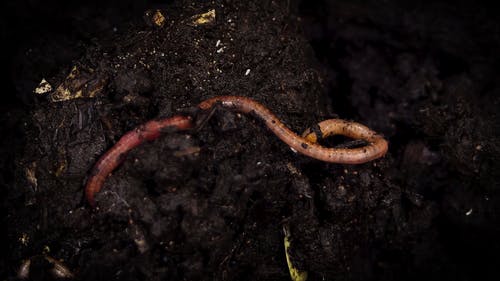 We在潮湿的堆肥土壤中穴居 · 免费素材视频