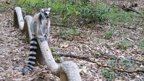 野生狐猴在森林地面上漫步 · 免费素材视频