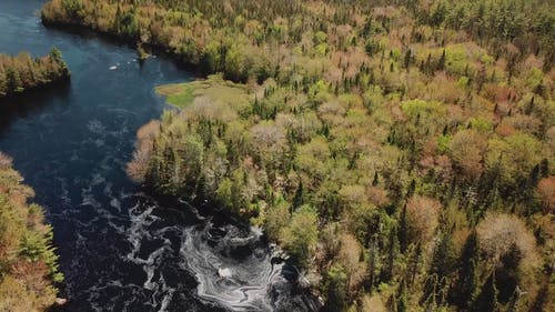 沼泽湖森林的无人机画面 · 免费素材视频