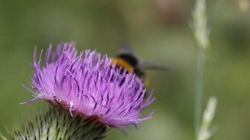有关ing蜂, 吃, 含花植物的免费素材视频
